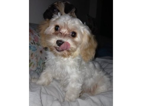 Maltipoo beş aylık dişi