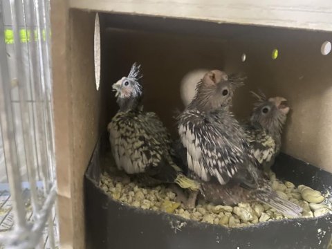 3 yavrulu muhteşem bakıcı takım sultan papağanı