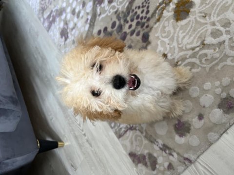 Kocaeli toy poodle