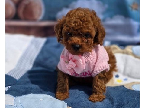 Toy poodle yavrularımız