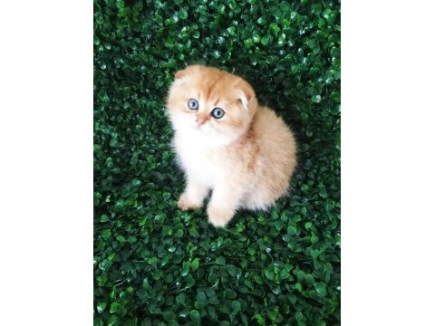 Ny12 scottish fold tombigim