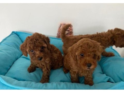 Küçük boy toy poodle değerlendirmeden geçmeyin