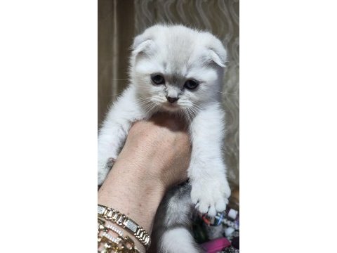 Kar topu scottish fold yavruları