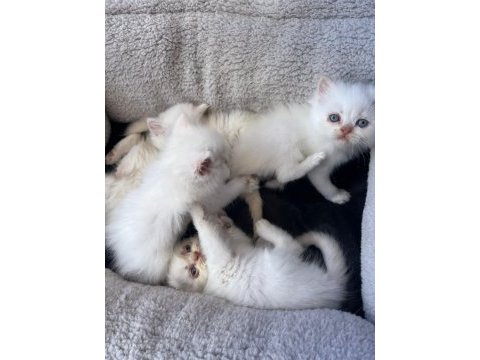 Ücretsiz iran kedisi yavruları