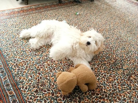 6 aylık dişi maltipoo