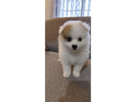 Pomeranian boo erkek ve dişi yavrularım