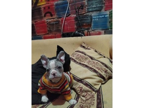 French bulldog iki aylık köpeğimiz