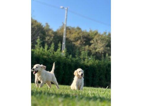 Bir can bir dost golden retriever istiyorsanız bizi arayın