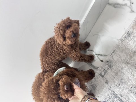 Kore kan poodle bebekler