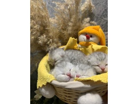 A kalitede scottish fold yavrular