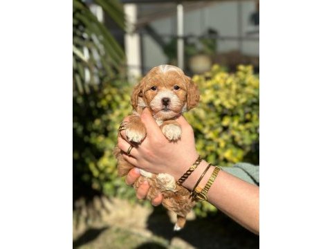 Orjinal anne ve babadan maltipoo bebeklerimiz