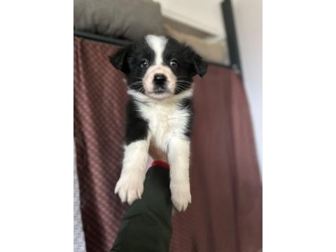 Orjinal border collie yavruları