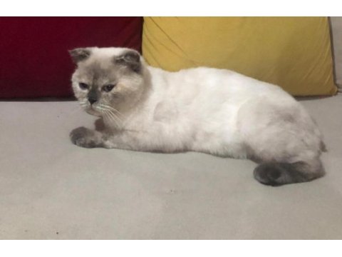 Mişa 4 aylık dişi scottish fold