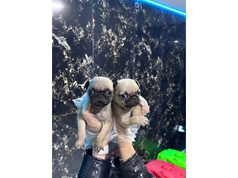 Safkan pug bebekler - ırk ve sağlık garantili - belgeli