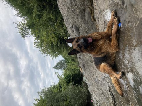 Alman çoban köpeği