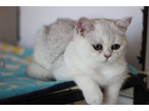 British shorthair silver shadad yavrularımız