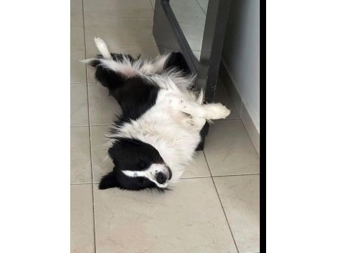 Evinizin neşesi border collie her yere kapıda ödeme