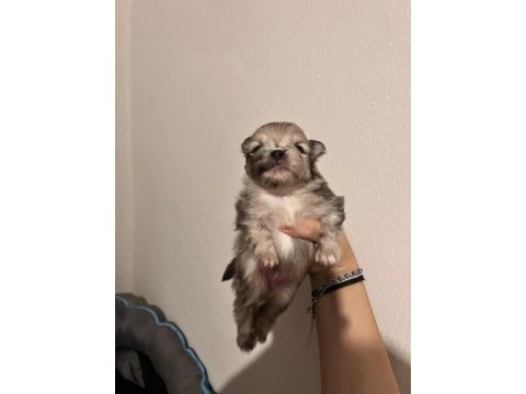 Pomeranian boo teddy bear
