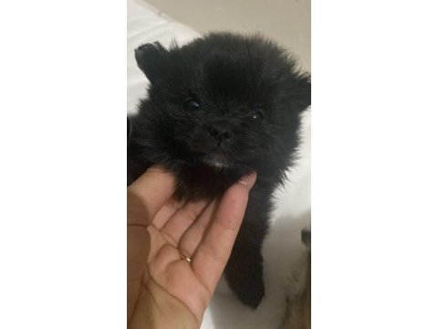 Pomeranian erkek