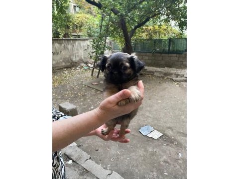 Kaliteli sağlıklı pekinez yavrularımız