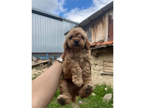 Toy poodle yavrular ırk sağlık garantili