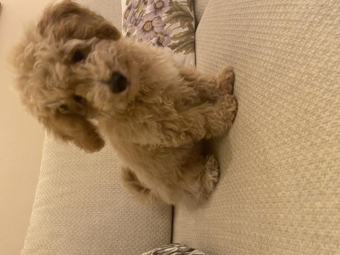3 aylık poodle oğlum latte ailesini arıyor!