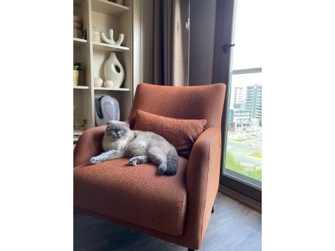 11 aylık yakışıklı scottish fold yeni yuvasını arıyor