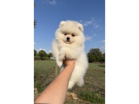 Kusursuz karbeyaz ayı surat pomeranian boo