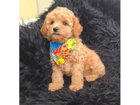 Toy poodle köpeği