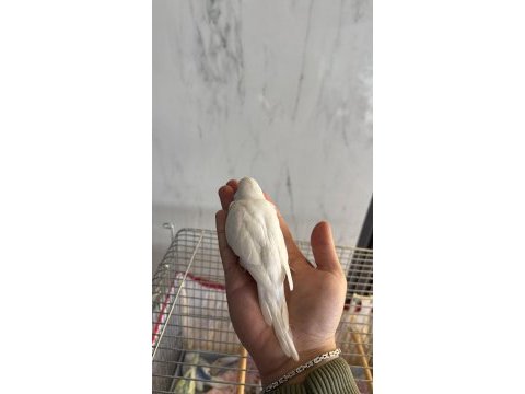 Yeni yeme düşmüş alıştırmalık iri çek muhabbet kuşu yavrular