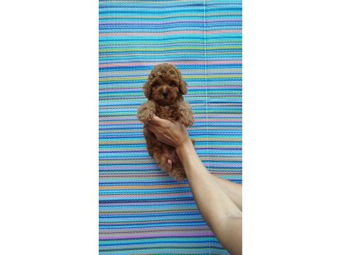 Pofidik toy poodle yavrum