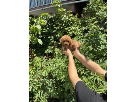 Orjinel poodle bebekler