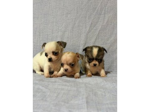 Chihuahua köpeklerimiz