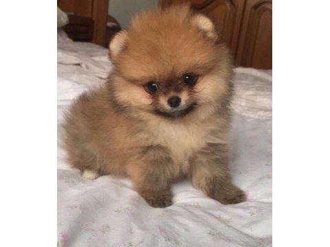 Ayı surat pomeranian