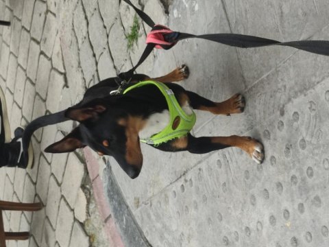7 aylık pinscher yavrumuz sahiplendirilecek