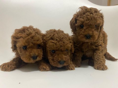 Safkan toy poodle yavrular