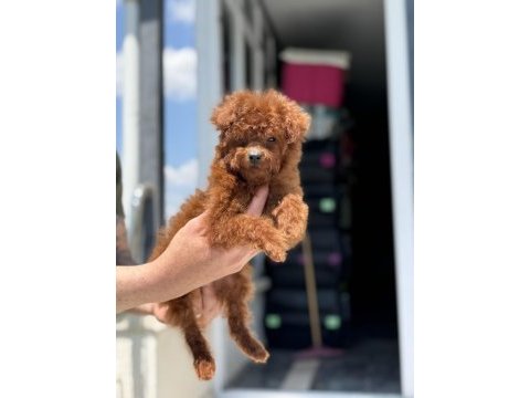 Petmode köpek çiftliğinde ziyarete açık toy poodle