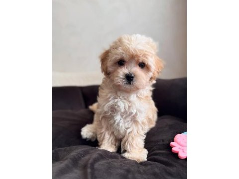 Uygun tüy dökmeyen hipoalerjenik maltipoo bebekler