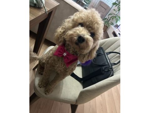 Harika surat poodle kızımız yeni sahibini bekliyor