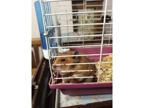 Her renk hamster mevcuttur