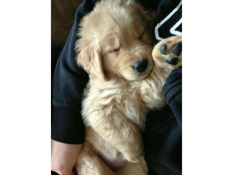 Kaliteli golden retriever yavrular