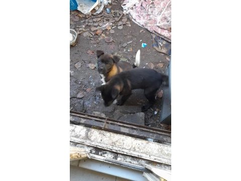 Akita 3 aylık yavru