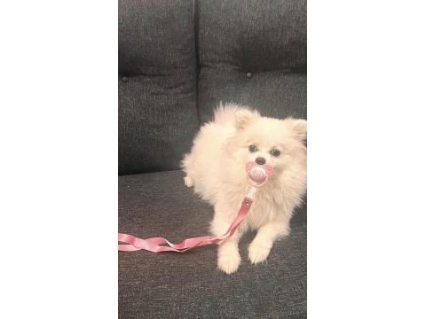 Tuvalet eğitimli aşıları tam oyun oynar pomeranian
