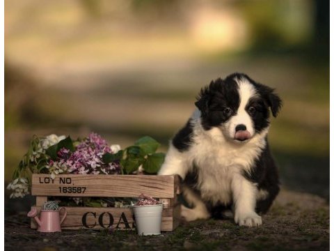 Şirin mi şirin border collie yavrularım