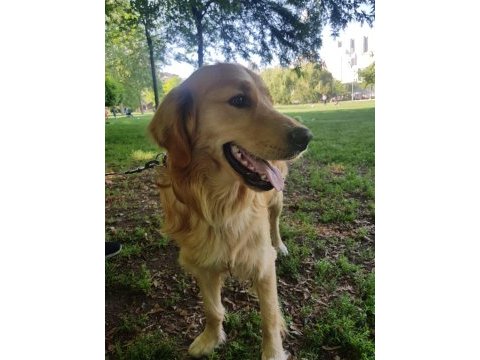 Ücretsiz sahiplendirme golden retriever köpeği
