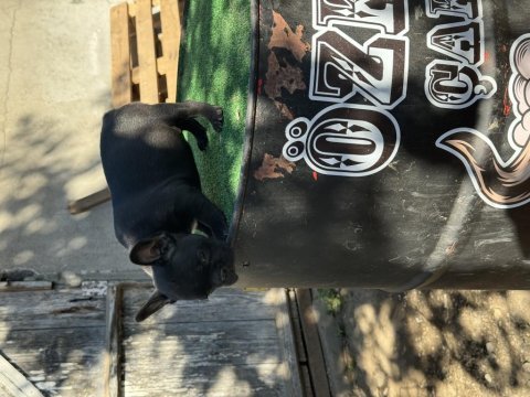Mükemmel anatomi ırk sağlık garantili french bulldog