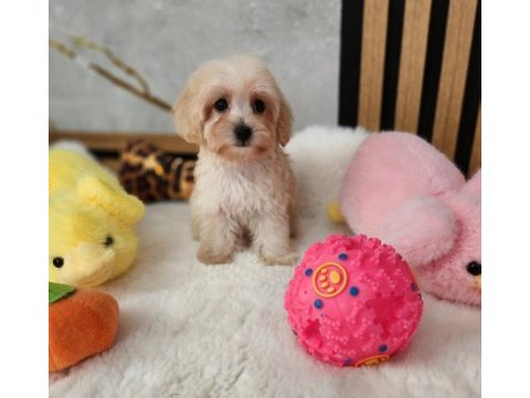 Maltipoo  yavrularımız 
