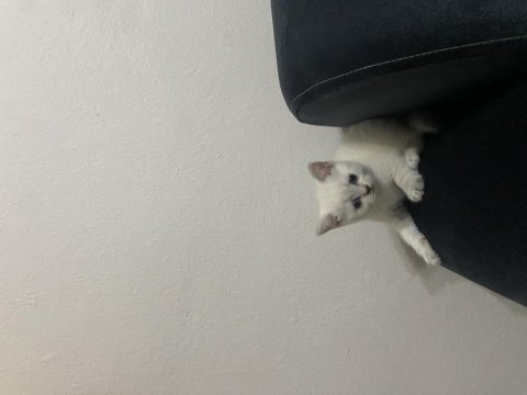 British shorthair yavru kedilerimiz