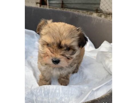 (sdk) çiftlikten sevimli morkie yavrular