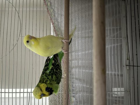 Ele alışık uyguna muhabbet kuşu tek veya takım